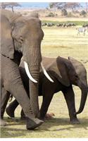 The Hacker-Proof Internet Address Password Book - Elephant Family