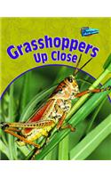 Grasshoppers Up Close