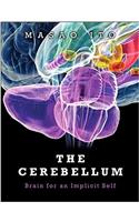 Cerebellum
