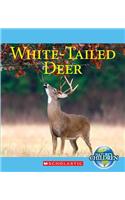 White-Tailed Deer