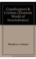 Grasshoppers & Crickets