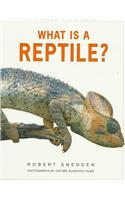 What Is a Reptile?