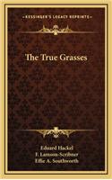 The True Grasses