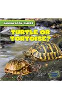 Turtle or Tortoise?