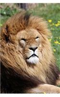 Lion with a Rich Mane Journal: 150 page lined notebook/diary
