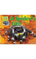 A Spider's Life