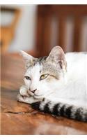Notebook - Relaxed Cat