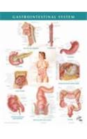 Gastrointestinal System: (Netter Charts)