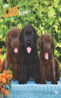 2025 BrownTrout Labrador Retriever Puppies Monthly Wall Calendar