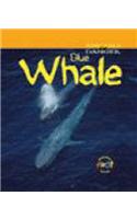 Animals in Danger: Blue Whale (Cased): (Animals In Danger)