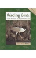 Wading Birds