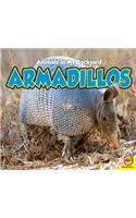Armadillos: (Animals in My Backyard)