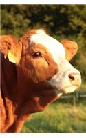 Portrait of a Brown and White Cow Journal