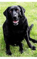 Black Labrador Lab Retreiver Dog Sitting Journal
