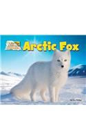 Arctic Fox: (Arctic Animals: Life Outside the Igloo)