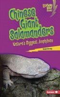 Chinese Giant Salamanders