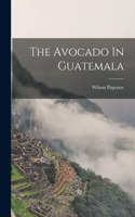 Avocado In Guatemala