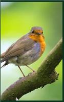 Bird Watching Journal