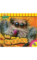 Las Aranas: (Insectos Fascinantes)