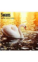Swans 2018