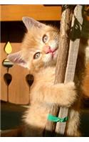 Climbing Orange Tabby Kitten Journal: 150 Page Lined Notebook/Diary
