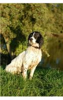 English Springer Spaniel