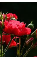 Red Roses Notebook