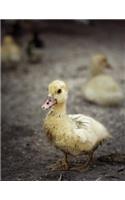Duckling Notebook: Dot Grid Notebook Journal 8.5 x 11 202 Pages