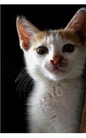 Cat: Notebook with Cats for Kids and Adults, Cute Cat Lovers Composition Notebook, Journal, Sketchbook (Blank, 110 Pages, 6 x 9) (Cat Notebooks)