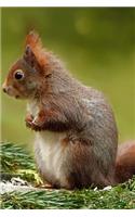 Red Squirrel Checking Things Out Journal: 150 Page Lined Notebook/Diary
