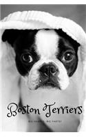 Boston Terrier