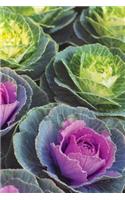 Cabbage Rows Blank Book Lined Journal (4x6)