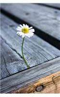 Daisy Growing from the Wood Pier Flower Journal: 150 Page Lined Notebook/Diary