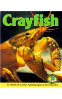 Crayfish