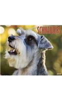 Just Schnauzers
