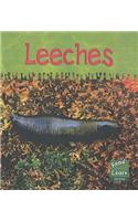 Read and Learn: Ooey-Gooey Animals - Leeches