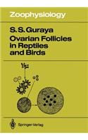 Ovarian Follicles in Reptiles and Birds