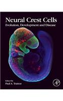 Neural Crest Cells