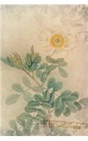 Rosa Bracteata: Floral Notebook with Flower Illustrations on Every Page