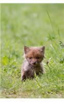 So Cute Baby Fox Kit in the Wild Journal: 150 Page Lined Notebook/Diary