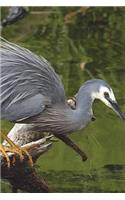 White Face Heron Fishing at the Stream Journal