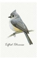 Tufted Titmouse