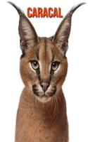 Caracal: Foto stupende e fatti divertenti Libro sui Caracal per bambini