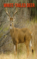 White-Tailed Deer