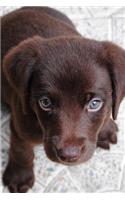 Puppy