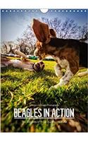 Beagles in Action 2017