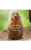 Fascinating Black-Tailed Prairie Dog 2018