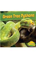 Green Tree Pythons