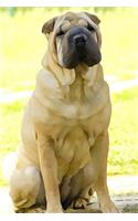 Chinese Shar Pei