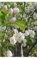 Springtime Journal Pretty Flowering Tree